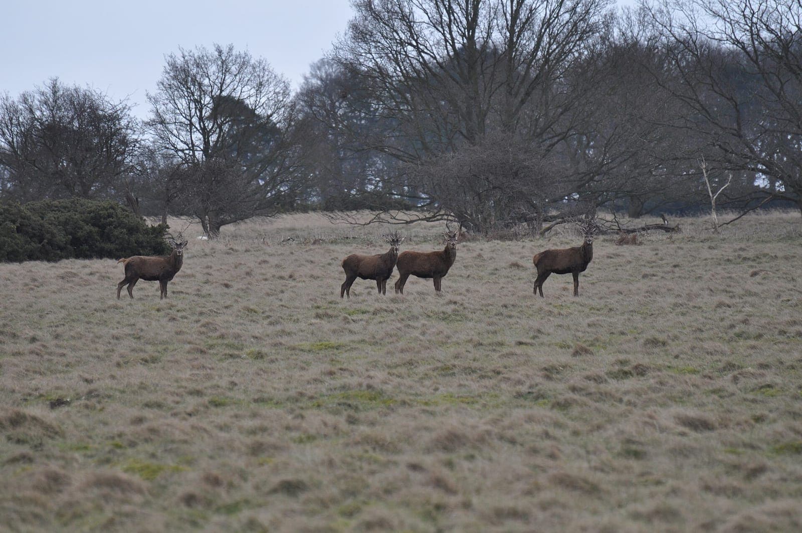 Sturston