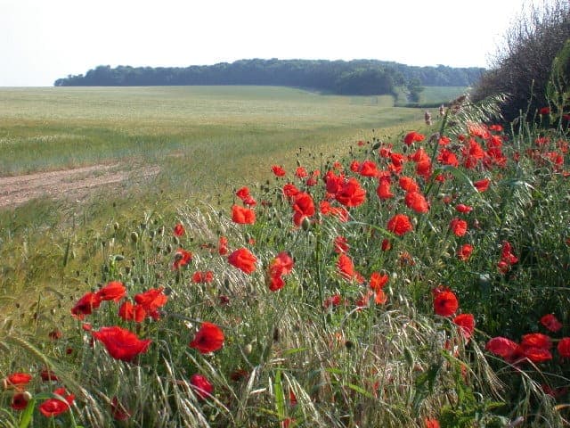 Choseley